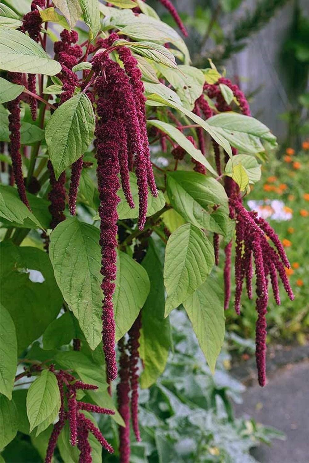 Love Lies Bleeding Amaranthus Caudatus Flower Seeds, “COOL BEANS N SPROUTS”