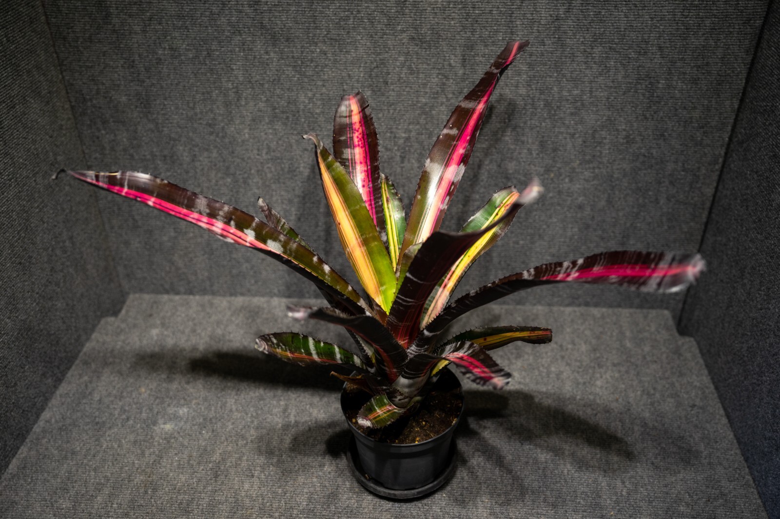 Bromeliad Aechmea Roberto Menescal 6″ pot – live plant