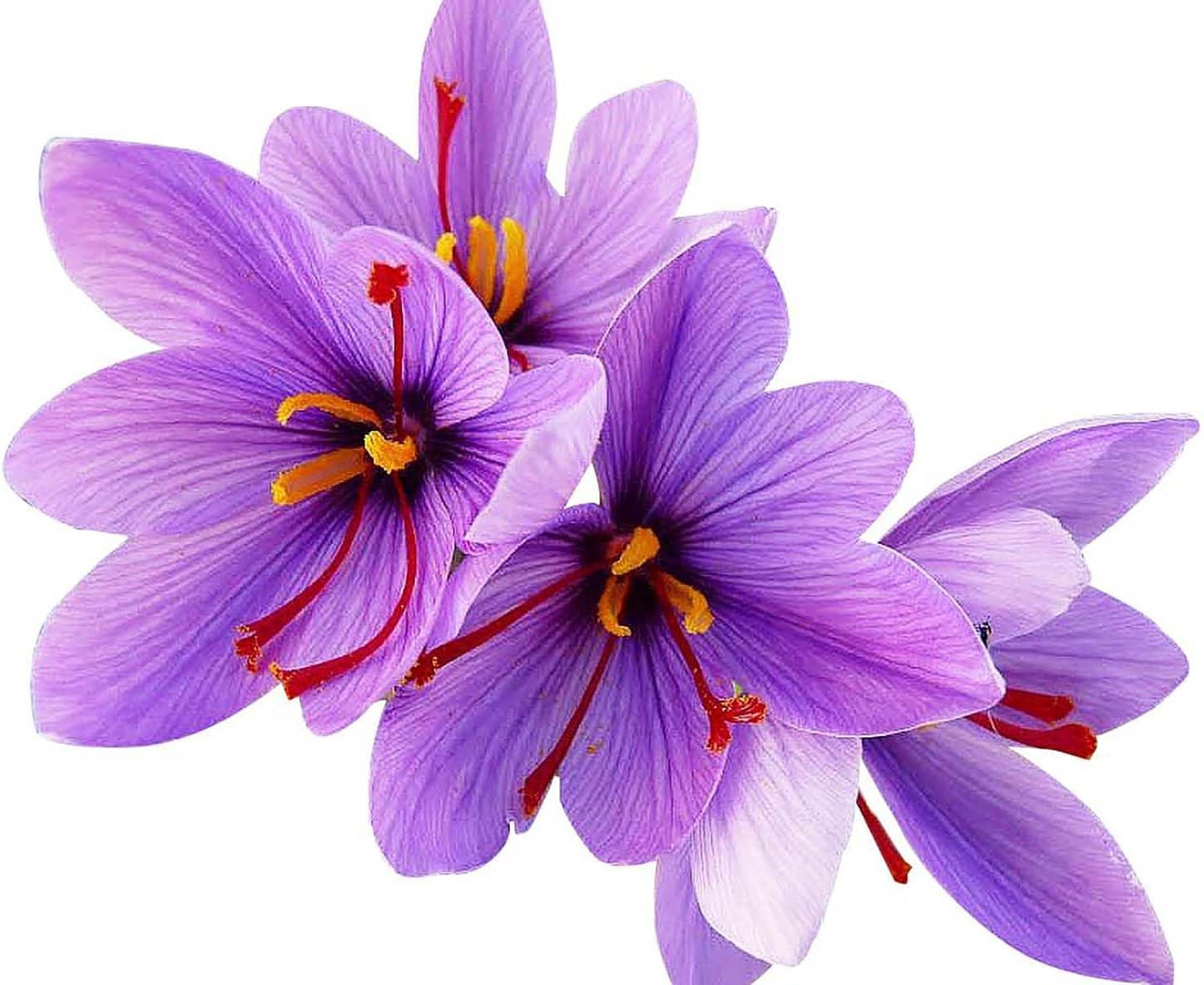 Saffron Crocus Corms for Planting – 10 Large Corms – Purple Blooms – Perennial B
