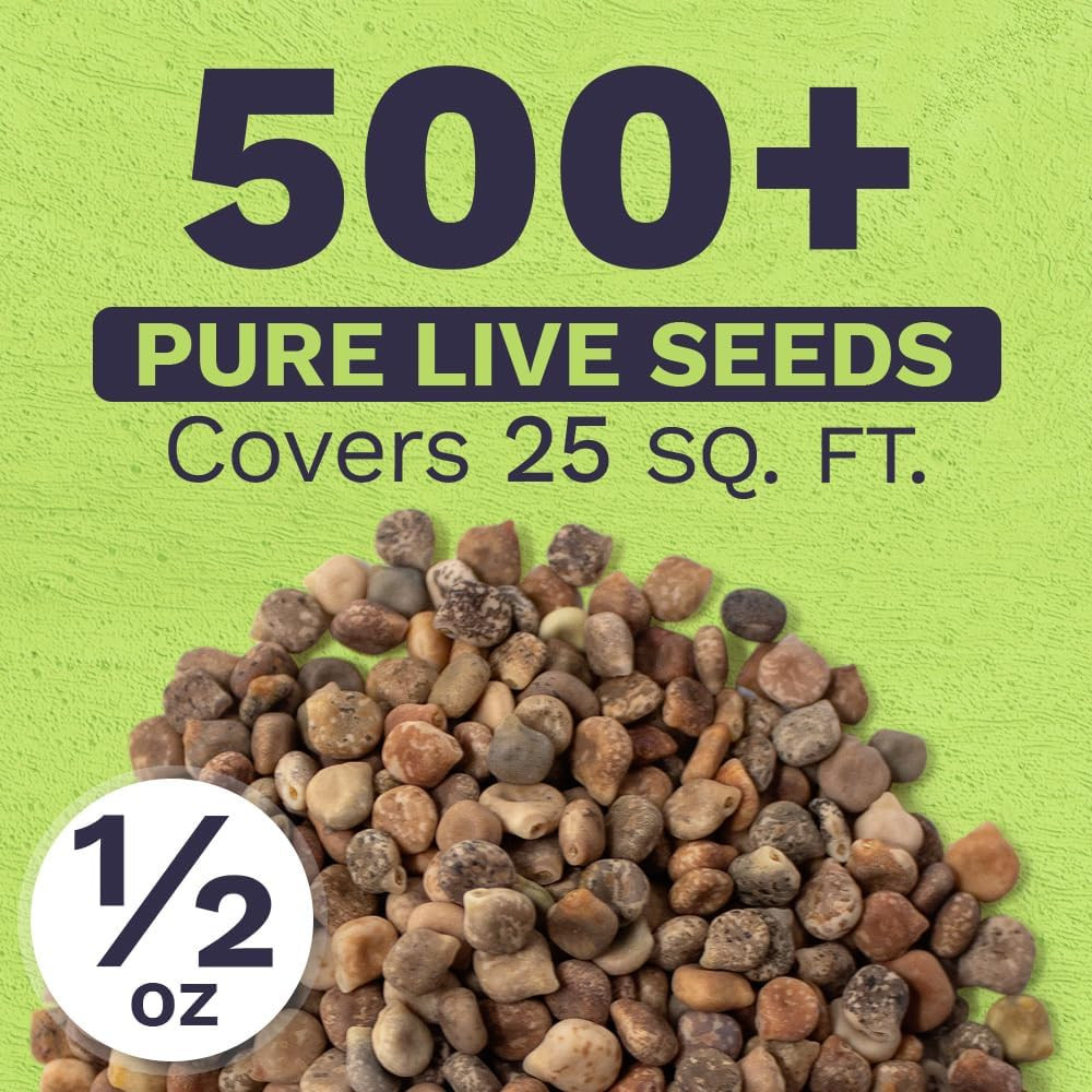 Texas Bluebonnet Wildflower Seeds – Bulk 1/2 Ounce Packet – over 500 Native Seed