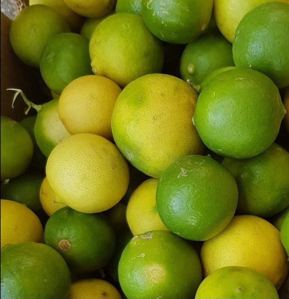 Citrus Aurantifolia Limón Criollo from Puerto Rico Non GMO Organic 10 seeds