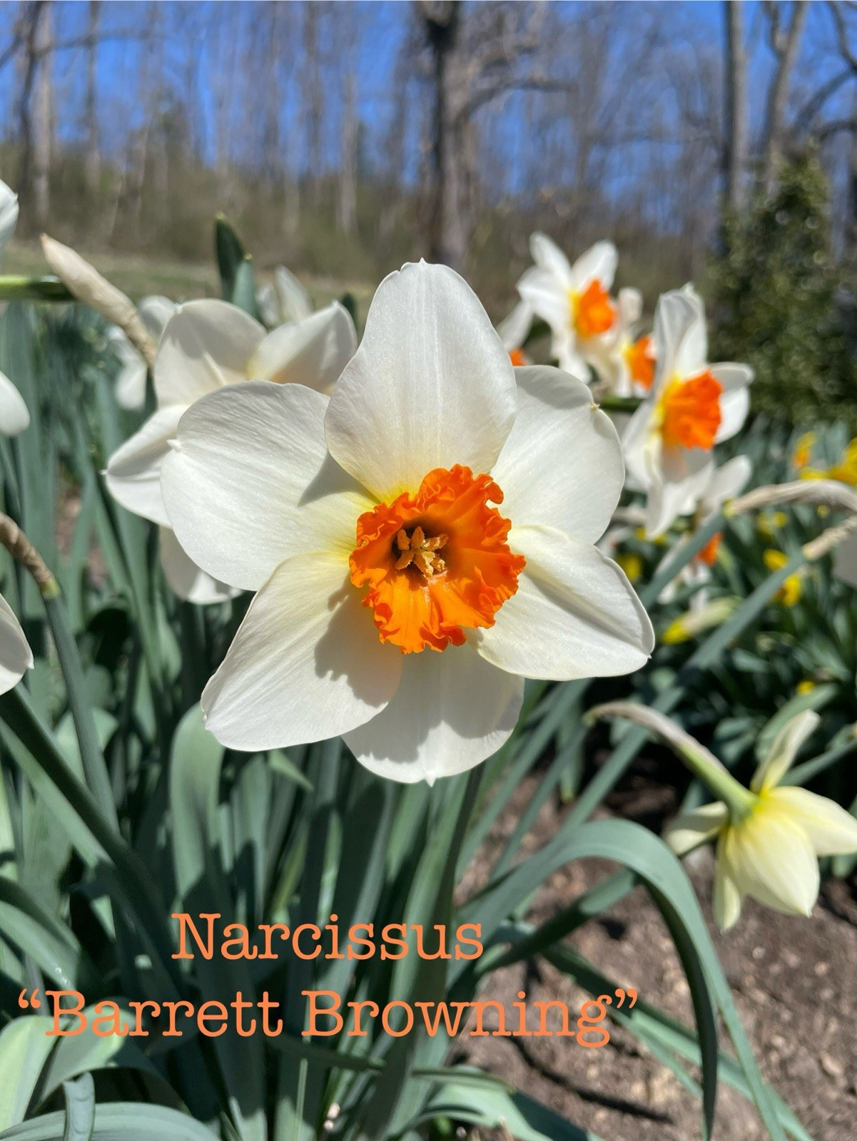 5-Barrett Browning Daffodil Bulbs for Planting- Narcissus