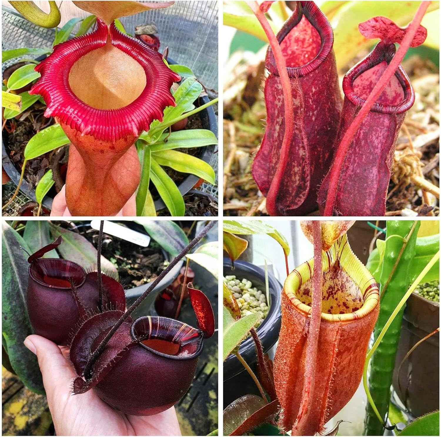 120+ Exotic Nepenthes Seeds for Planting – Non-GMO Heirloom Plant Seeds,Rare Tro