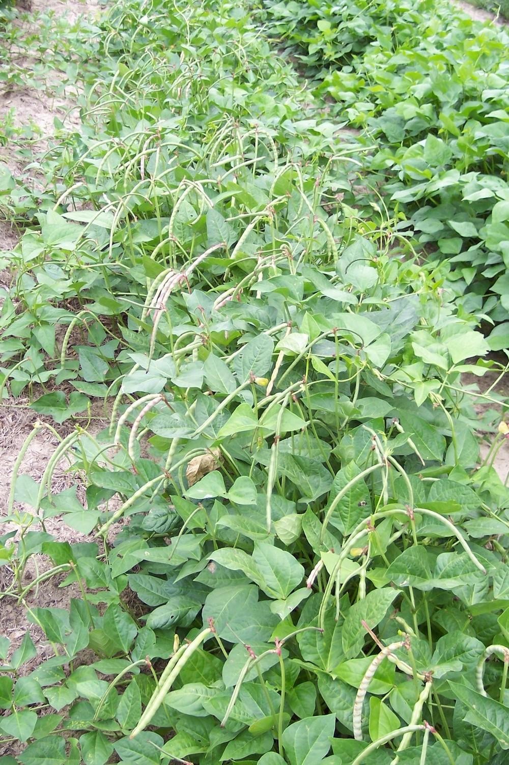Texas Cream 8 Cowpea Seeds | Southern Field Cream Pea Crowder Bean Seed 2024
