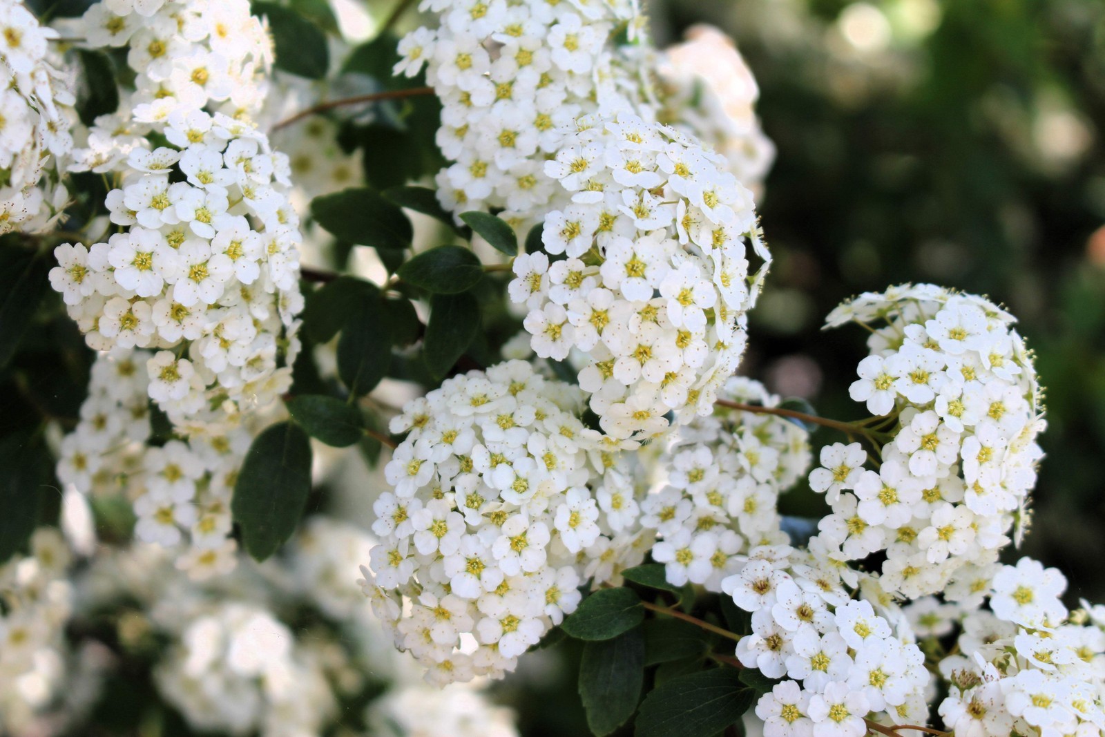 50 White CHINESE SPIREA Spiraea Chinensis Flower Bush Shrub Seeds