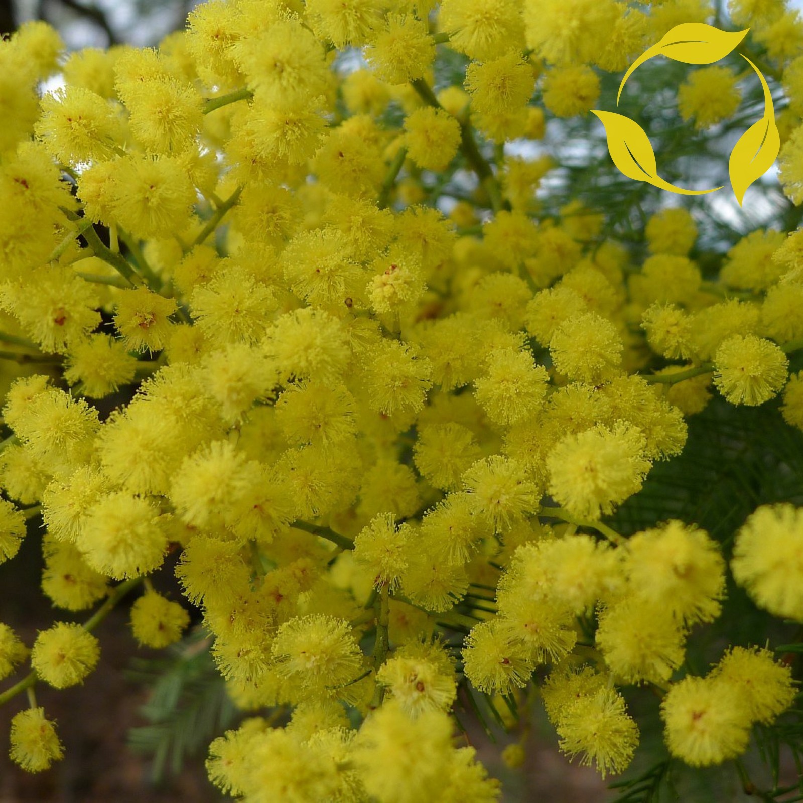 GREEN WATTLE ACACIA Acacia Decurrens 5,10,20,50,100,300 SEEDS