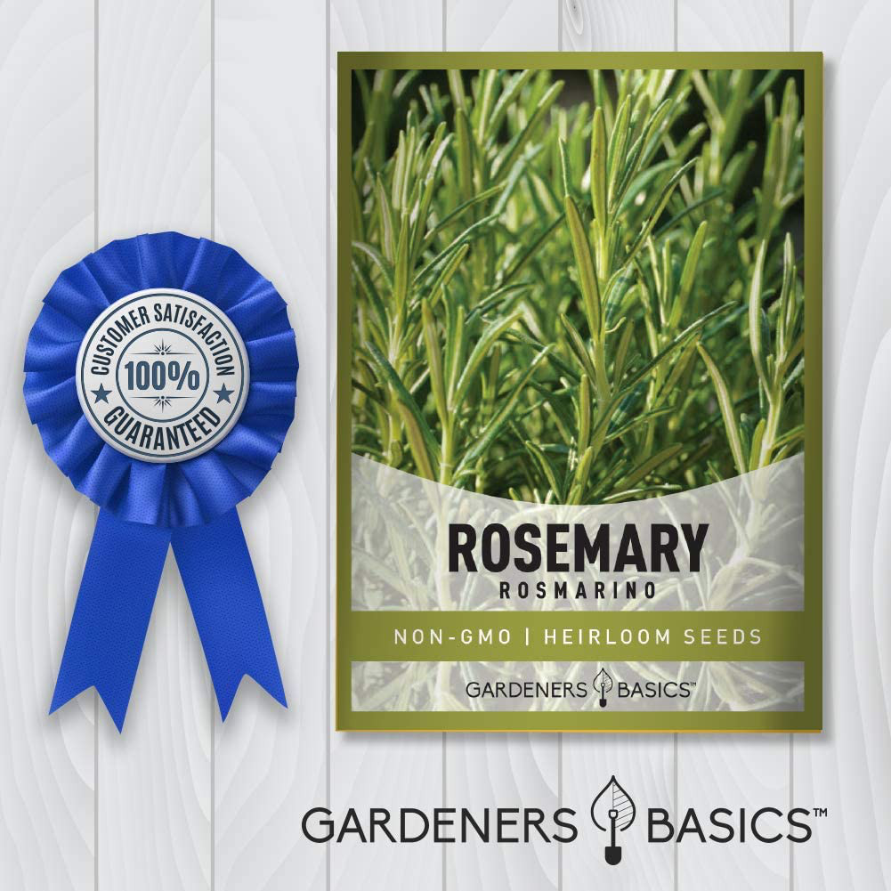 Rosemary Seeds for Planting – It Is a Great Heirloom, Non-Gmo Herb Variety- Grea