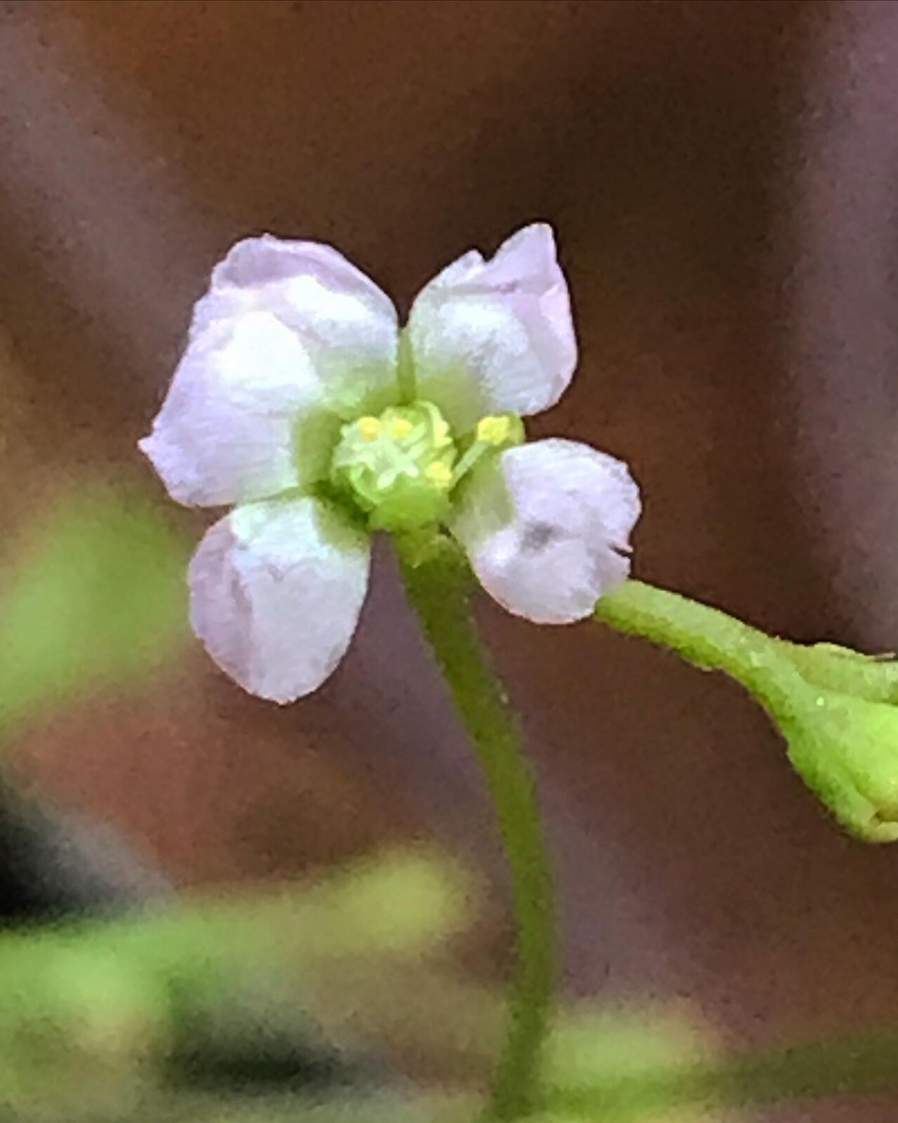 Drosera capillaris “Cuba” Seeds, Tropical Carnivorous Sundew Plant