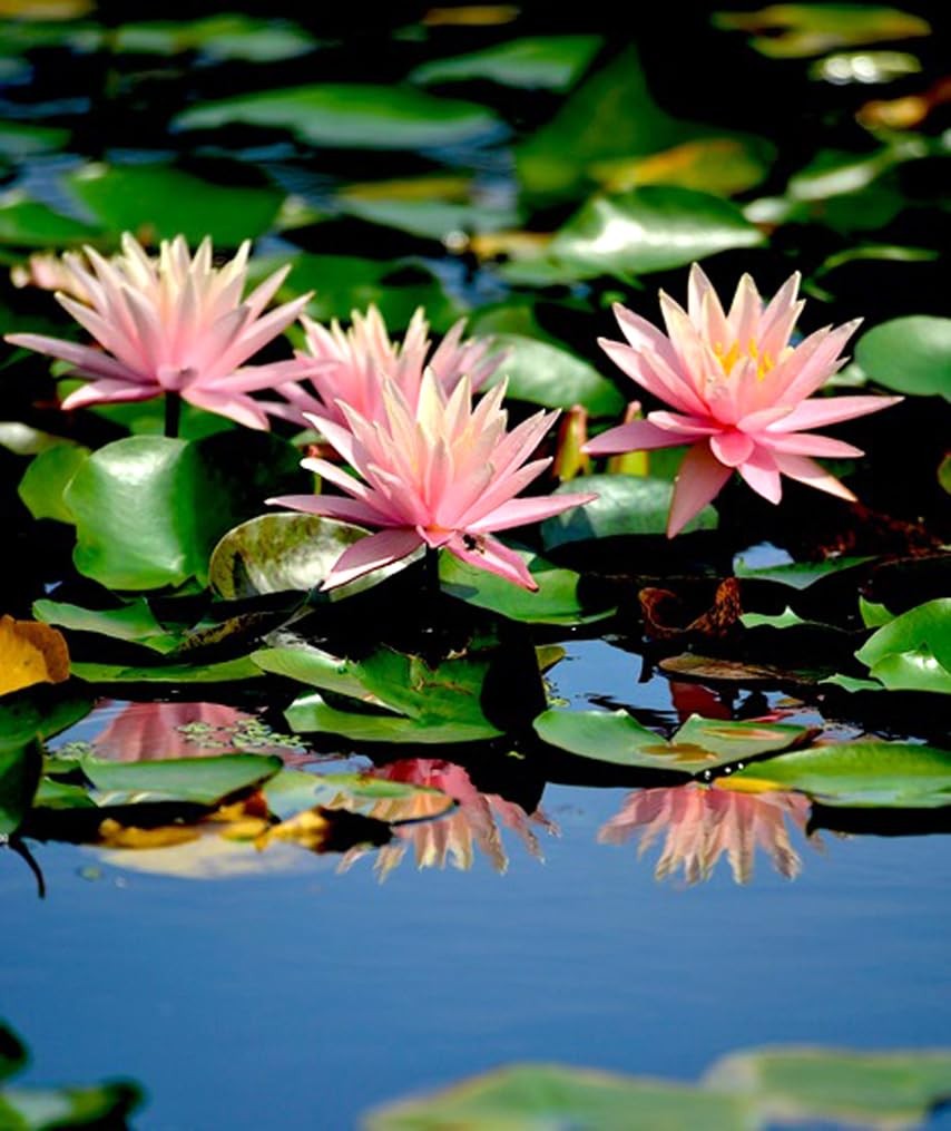 30 PCS Lotus Seeds for Water Lily Plants – Pink, Purple, Red Aquatic Seeds
