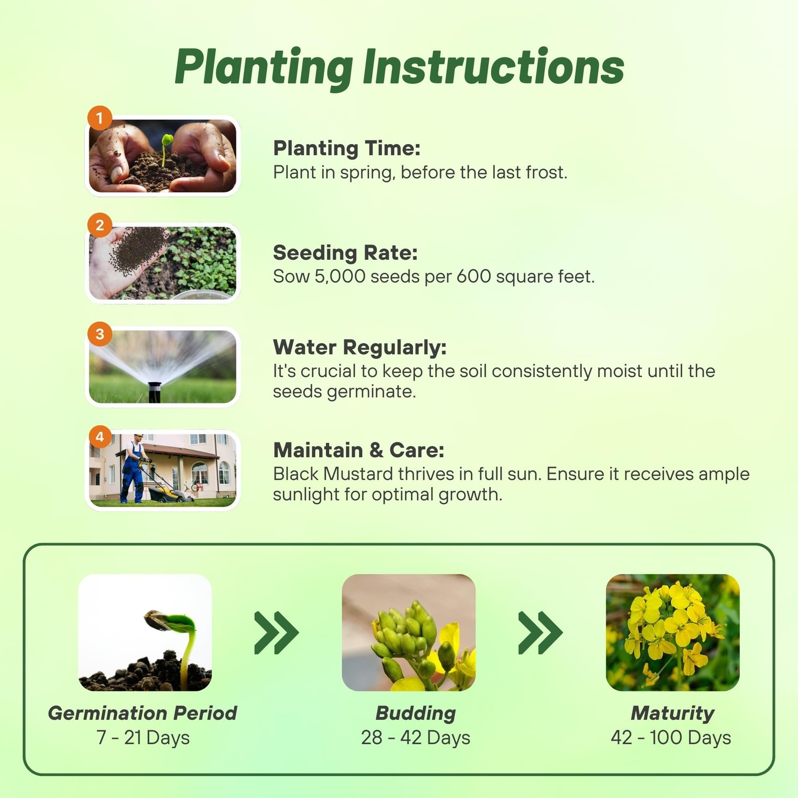 Black Mustard Seeds – 5000 Nutrient-Rich Microgreen Seeds for Easy Planting