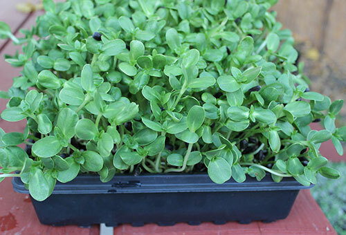 4 oz Sunflower