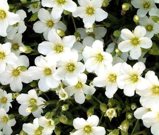 ARENARIA MOUNTAIN SANDWORT Arenaria Montana – 100 Bulk Seeds