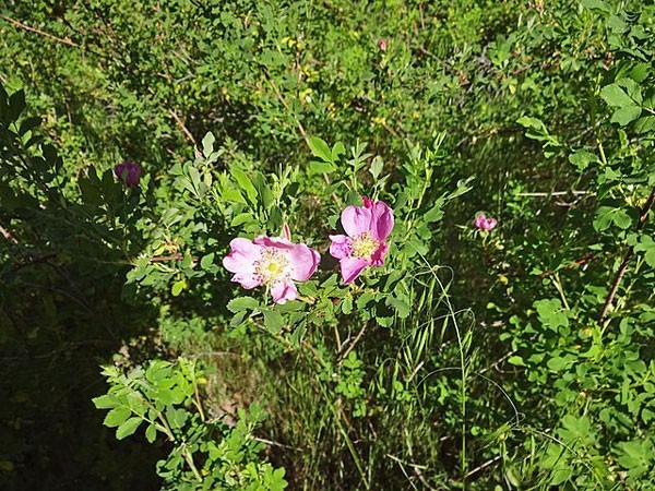 Rosa woodsii | Woods’ Rose | 20 Seeds