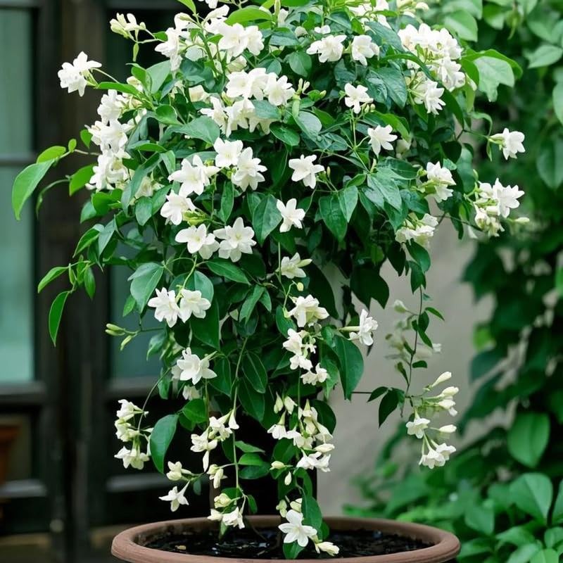 Climbing Weeping Jasmine Seeds for Planting, 300+Pcs Fragrant Climber Jasmine