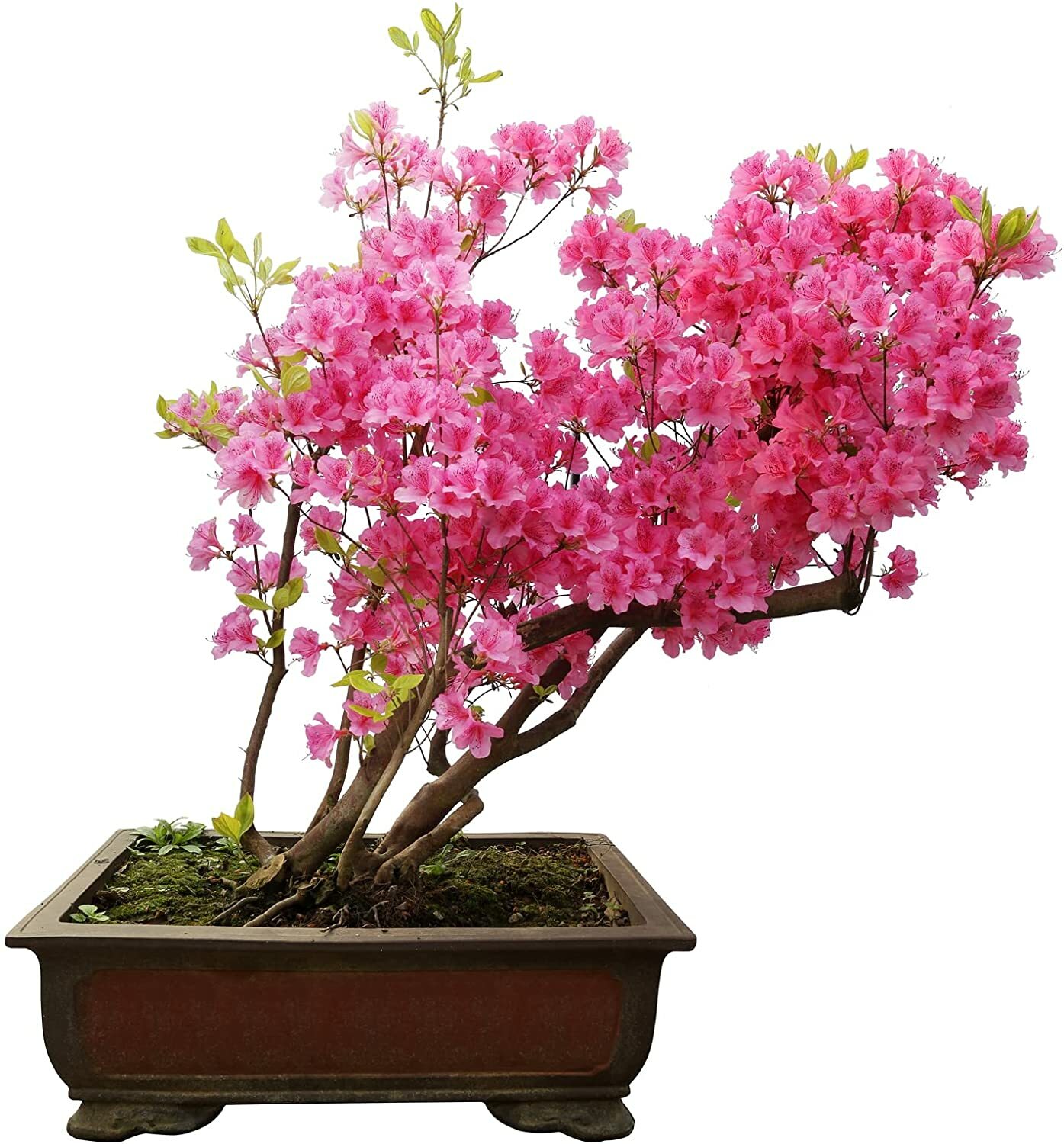 30 Royal Azalea Bonsai Tree Seeds to Plant Rhododendron schlippenbachii