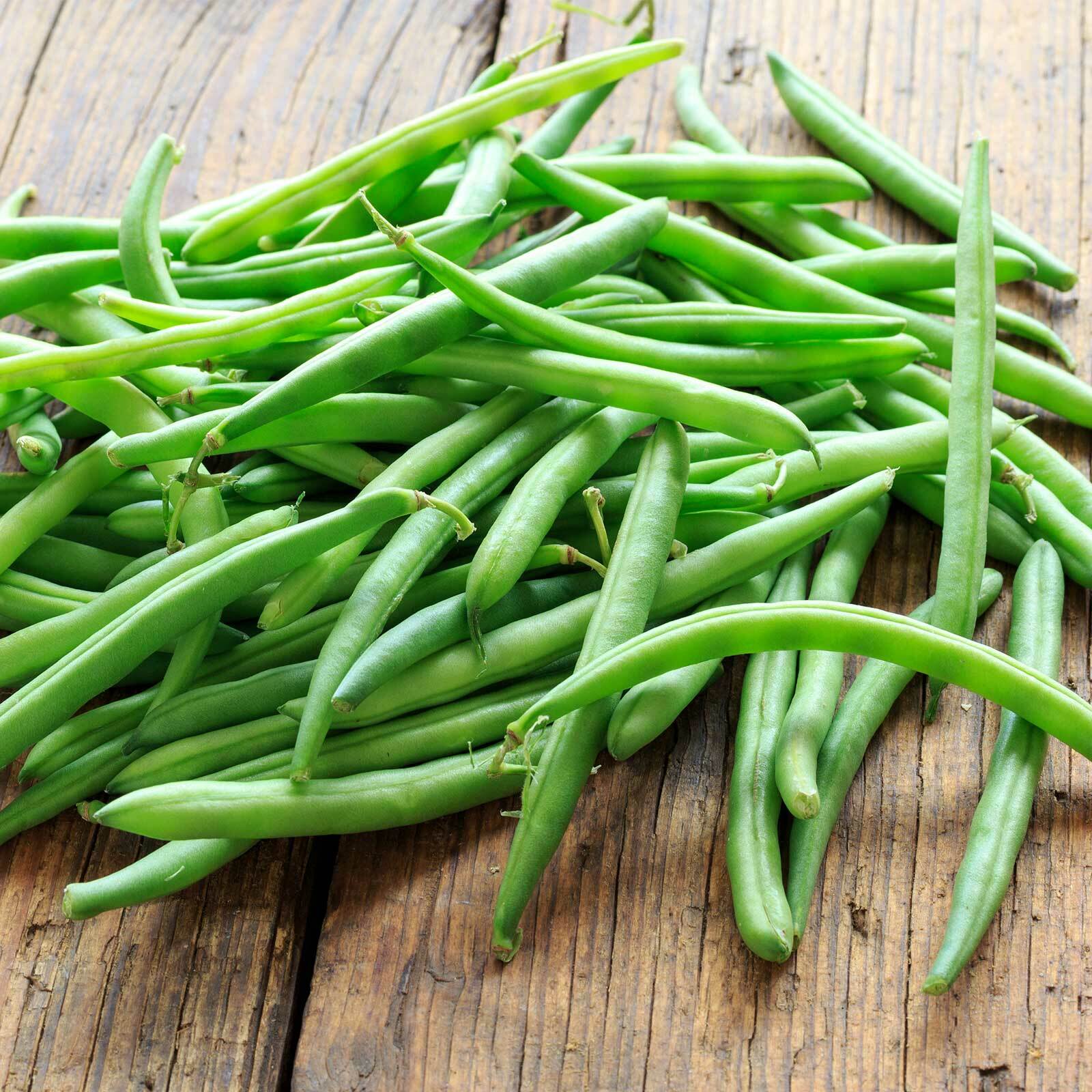BULK Contender Green Bean Seeds | Bush Stringless Vert Vegetable Seed 2024