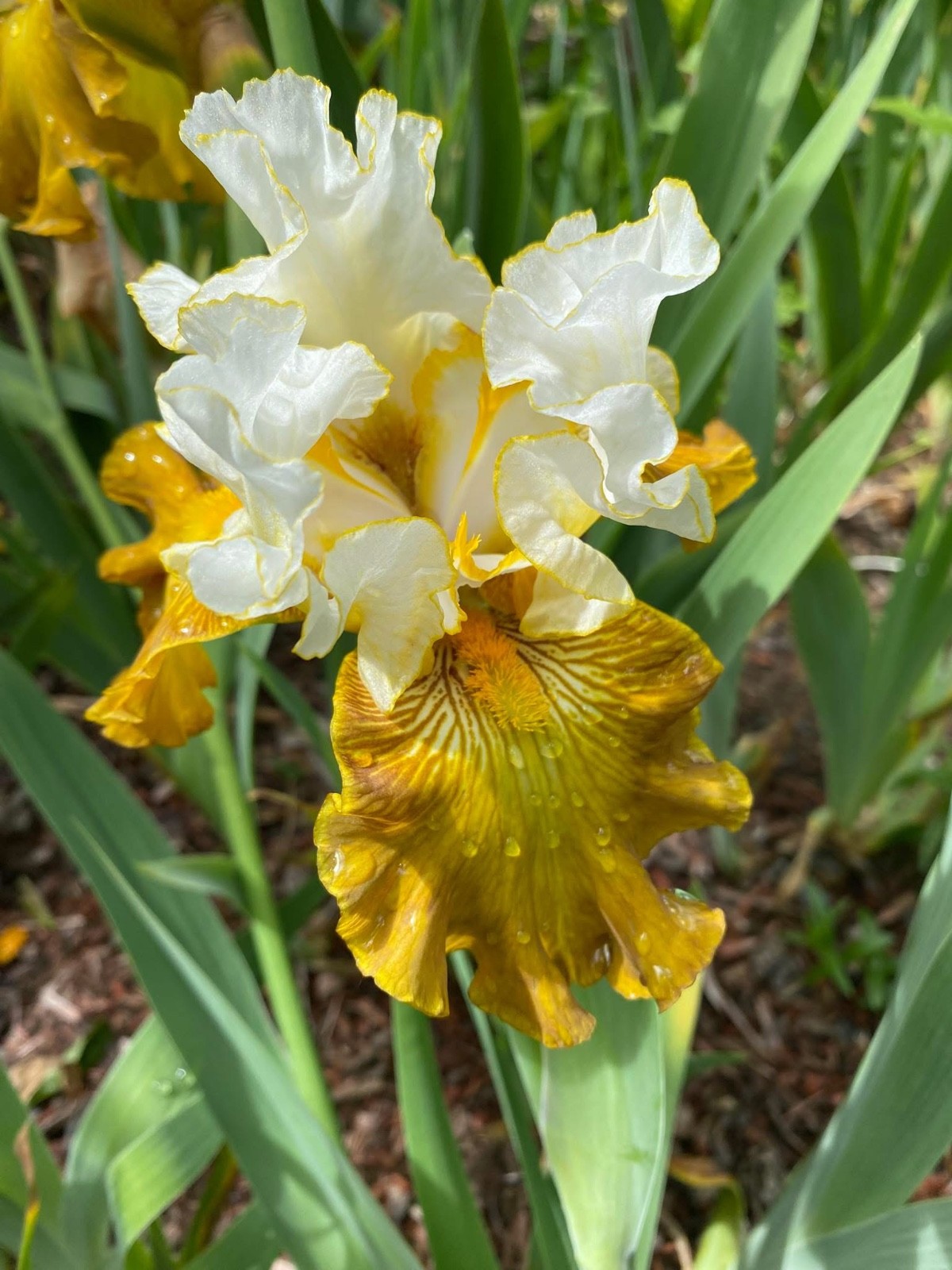 20 tall bearded iris rhizomes