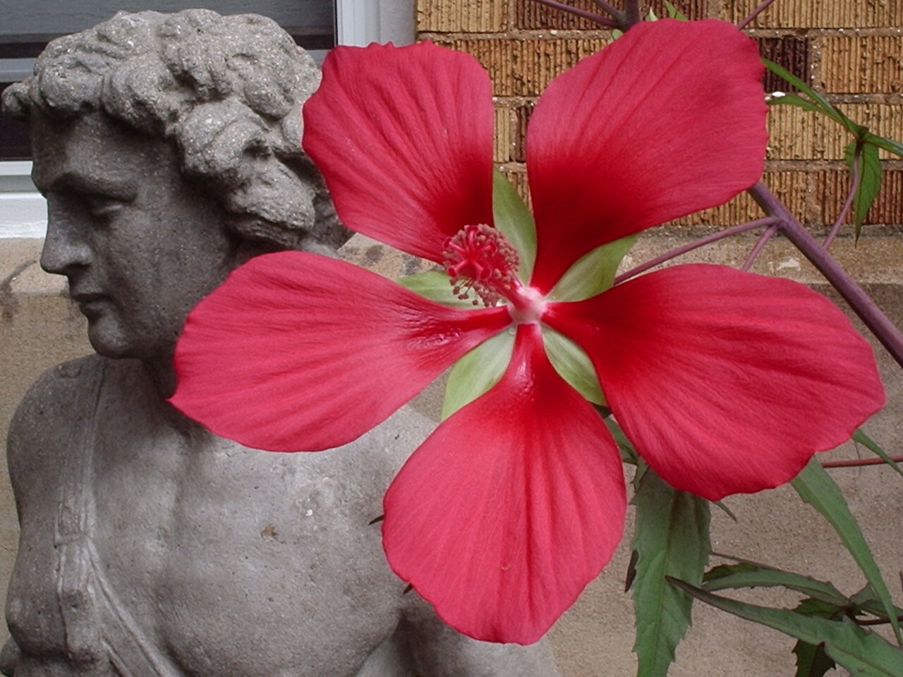 RED TEXAS STAR SWAMP HIBISCUS GARDEN OR BOG PLANT – ORGANIC SEEDS (10)