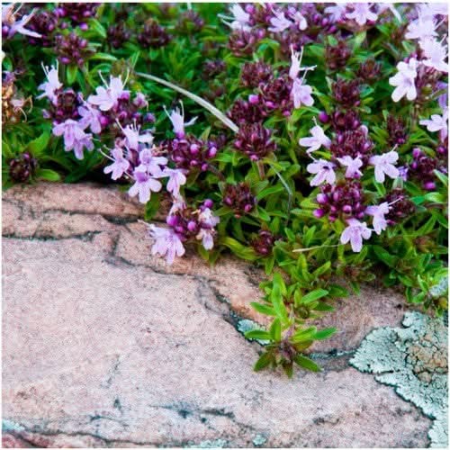 Mother of Thyme, Creeping Thyme Seeds For Planting (Thymus serpyllum)