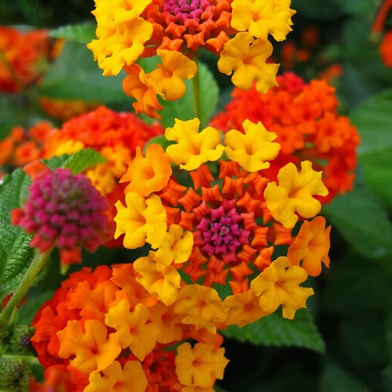 300+ Lantana Flower Seeds for Planting,Perennial Mix Lantana Camara Flowers Seed