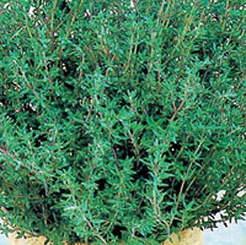 Thyme Common Great Garden Herb By Seed Kingdom 1/4 Lb Seeds
