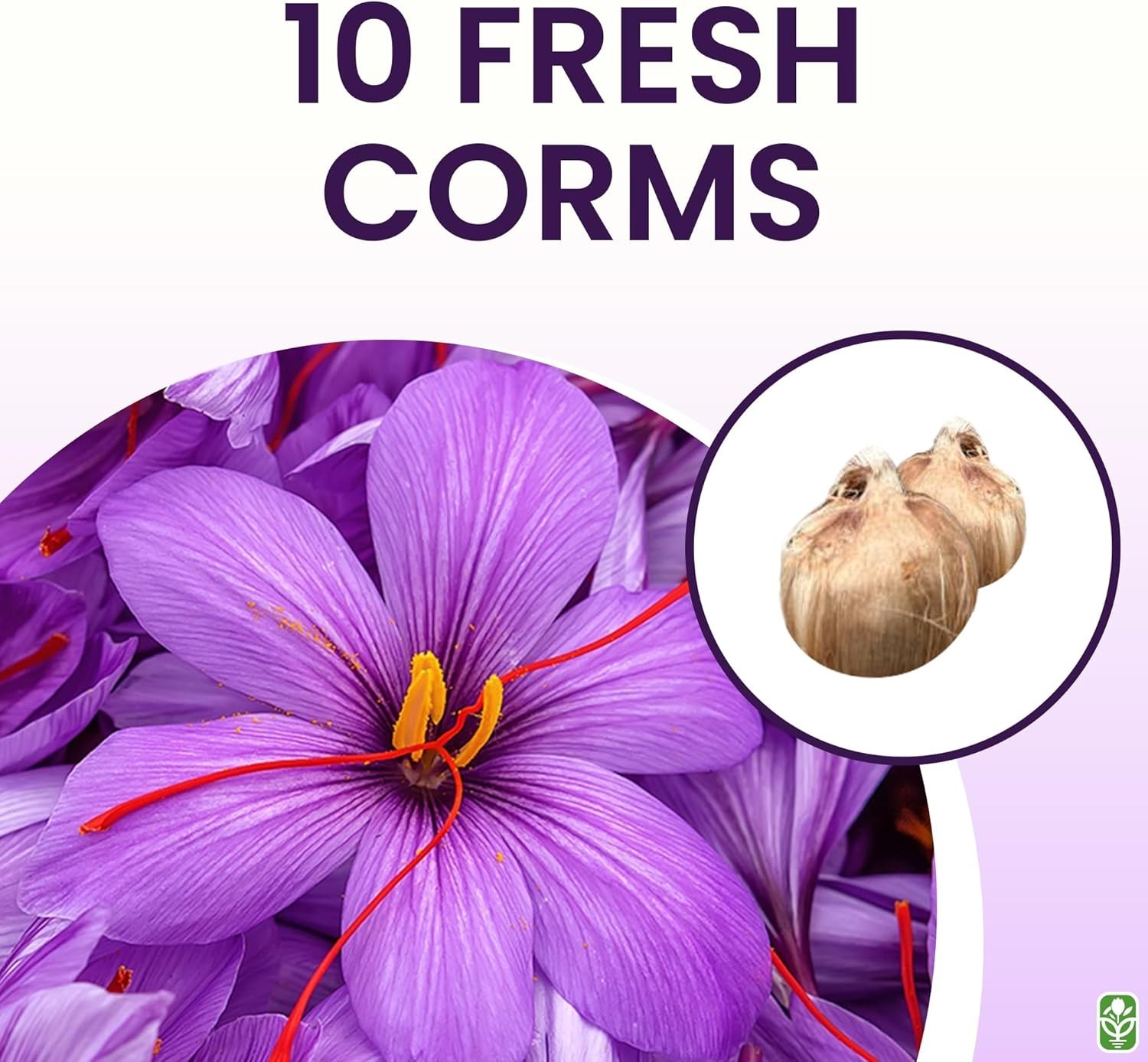 Stunning Fall Blooms – 10 Large Saffron Crocus Corms for a Beautiful Garden