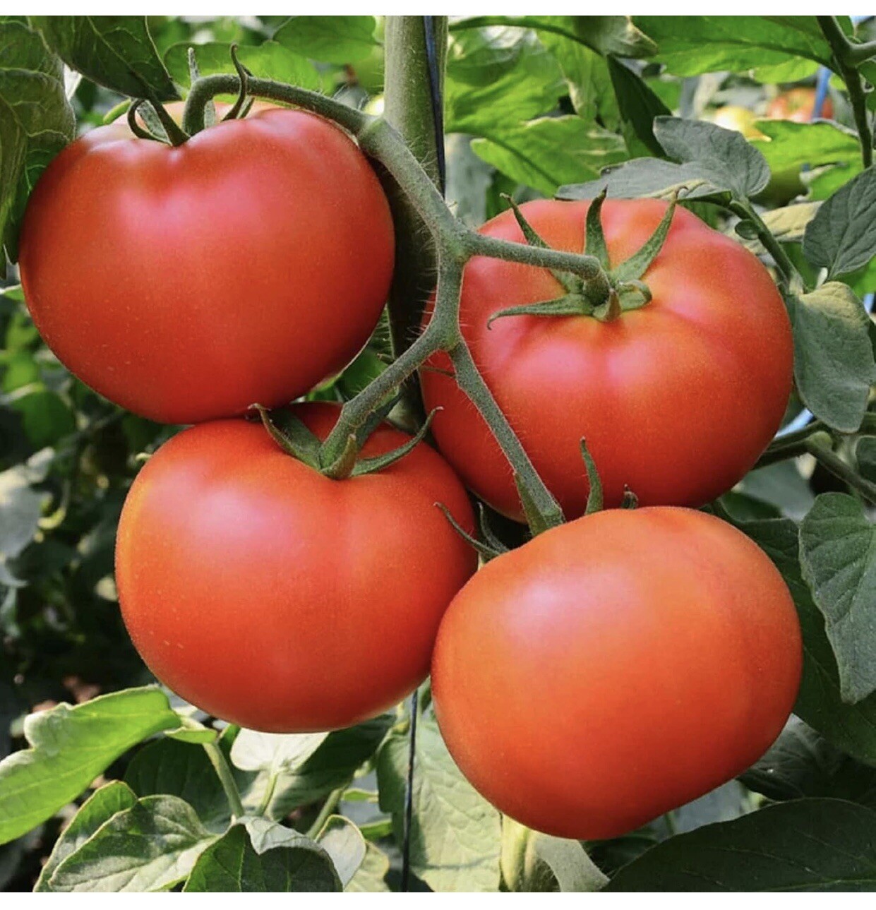 120+ Homestead Tomato Seeds – HEIRLOOM – NON GMO – ORGANIC — DROUGHT RESISTENT