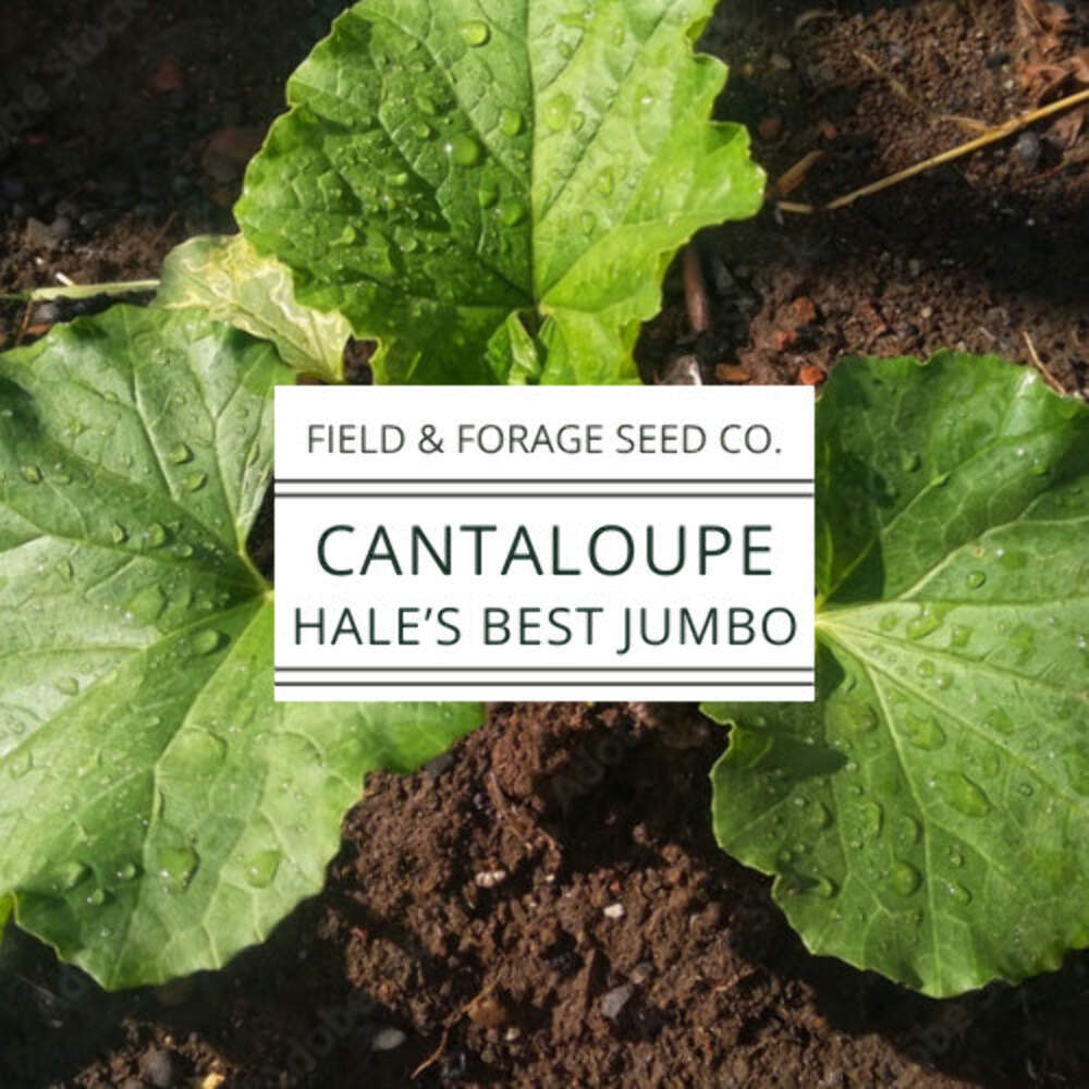 Cantaloupe Hale’s Best Jumbo Seeds | Heirloom Melon Seeds | Non-GMO | 50 Seeds