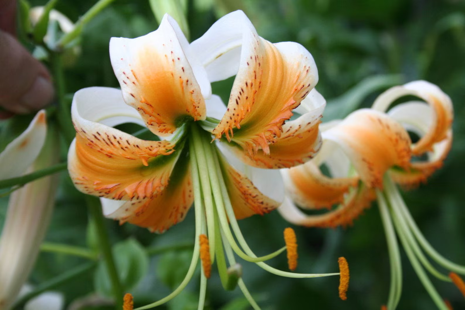 5 Lady Alice Tiger Lily Bulbs-USA Farm & Company