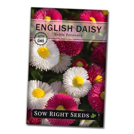 – English Daisy Flower Seeds for Planting – Non-GMO Heirloom Seed Packet with