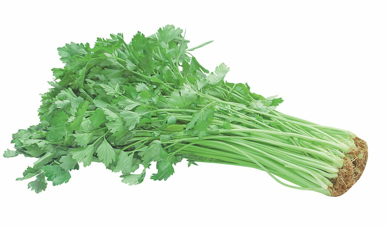 200+ Chinese Celery Seeds Khuenchai Kan-tsai Kin-tsai Kunchoy Qincai Kinchay USA