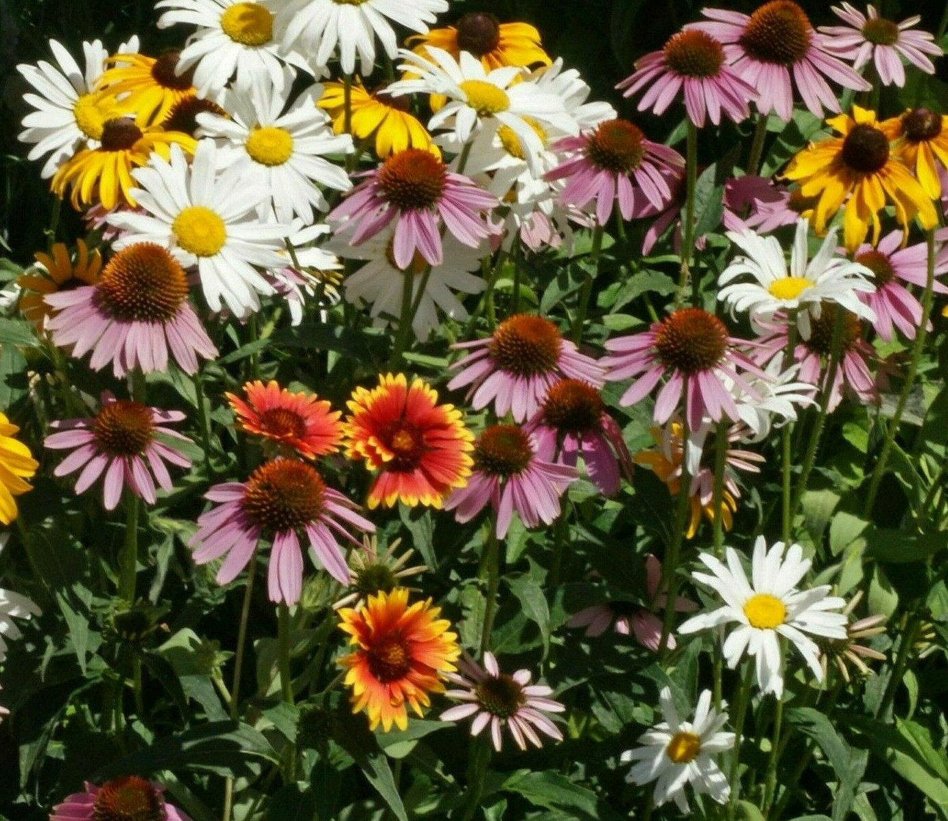ALL PERENNIAL FLOWER SEED MIX 200+ CONEFLOWER daisy WILDFLOWER FREE SHIPPING