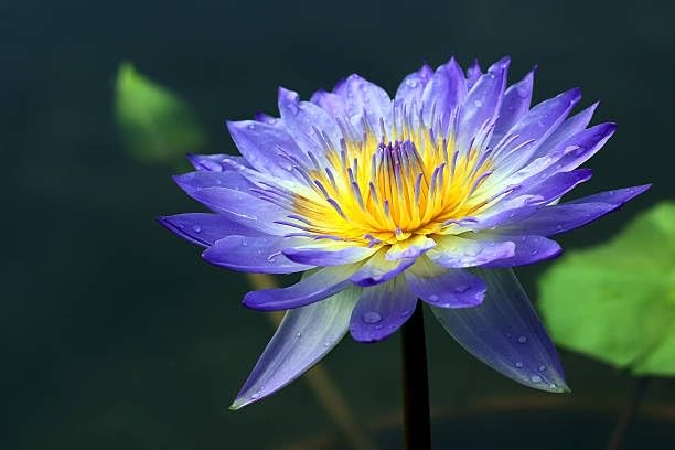 160+ Bowl Lotus Seeds for Planting – Water Lily Seeds, Non-GMO Aquatic Plant,…