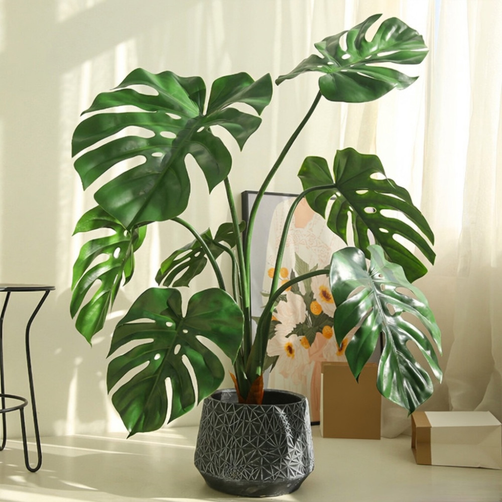 Monstera Deliciosa Live Plant 4-6 Inches Tall Rooted Swiss Cheese