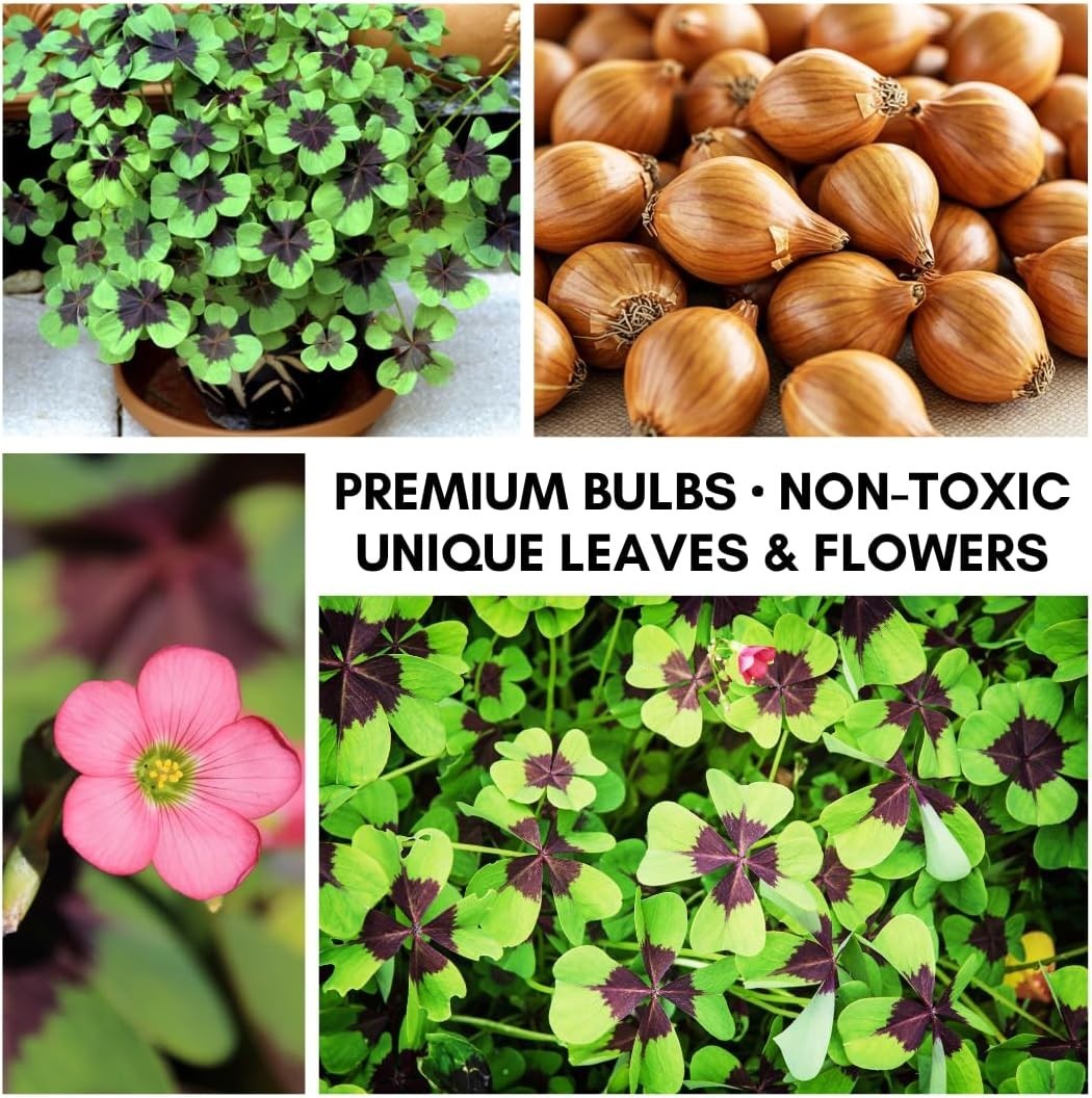 Iron Cross Shamrock Bulbs – 20 Organic Bulbs for -Round Indoor/Outdoor Color