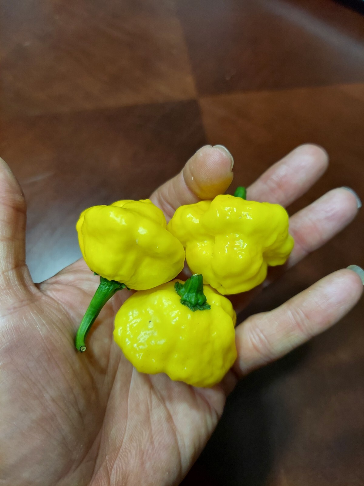 KS LEMON STARRBURST Pepper (10+) Seeds Spicy Super Hot Starr burst