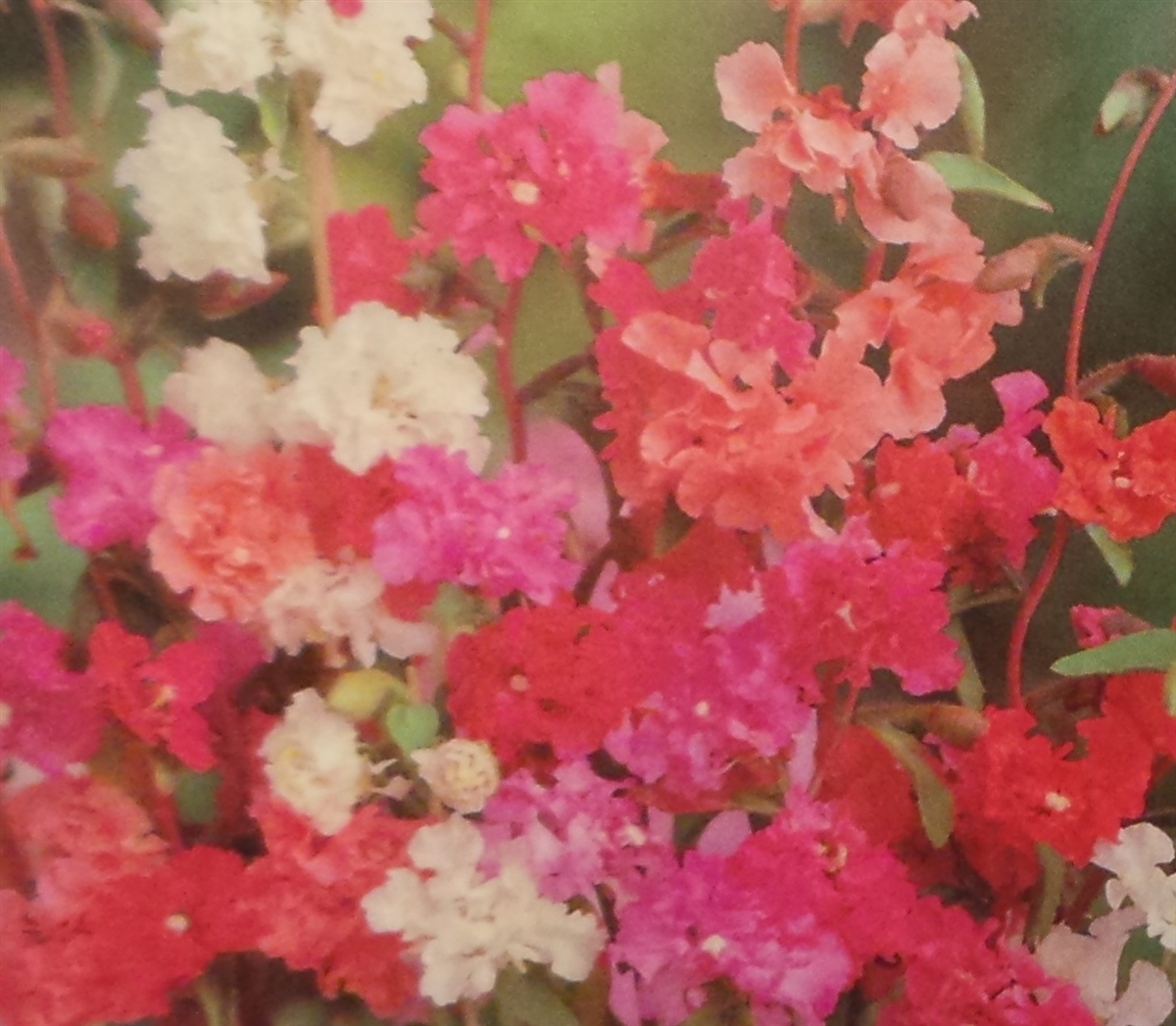 Clarkia Double Mix Seed – 1 Packet