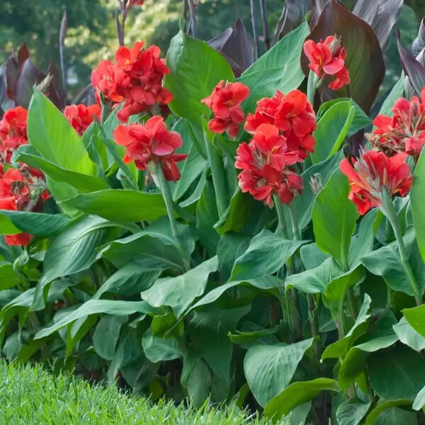 The President Dwarf Canna Lily Tropical Flower 3 Live Potted Plant 2 to 4 ft