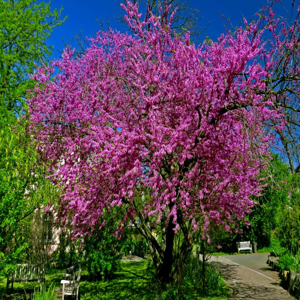 Judas Tree Seeds (Cercis siliquastrum) Mediterranean Redbud Plant Fast Hardy-4