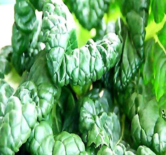 Big Pack – (5,000) Tat SOI Tatsoi Tah Tsai Spinach Seed – Chinese Vegetable –