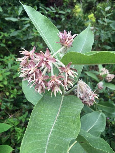Asclepias speciosa | Showy Milkweed | 1000 Seeds