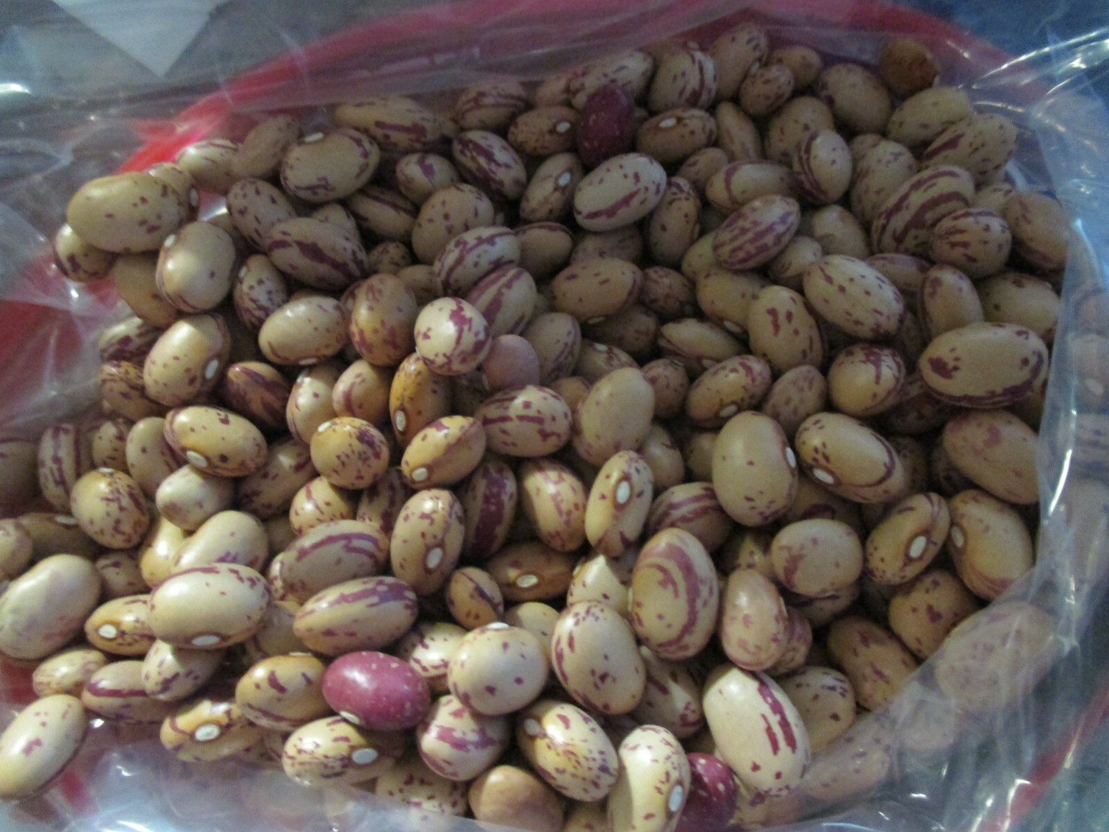 Taylor Dwarf Horticultural Green Bean Seed 50 seeds 2024