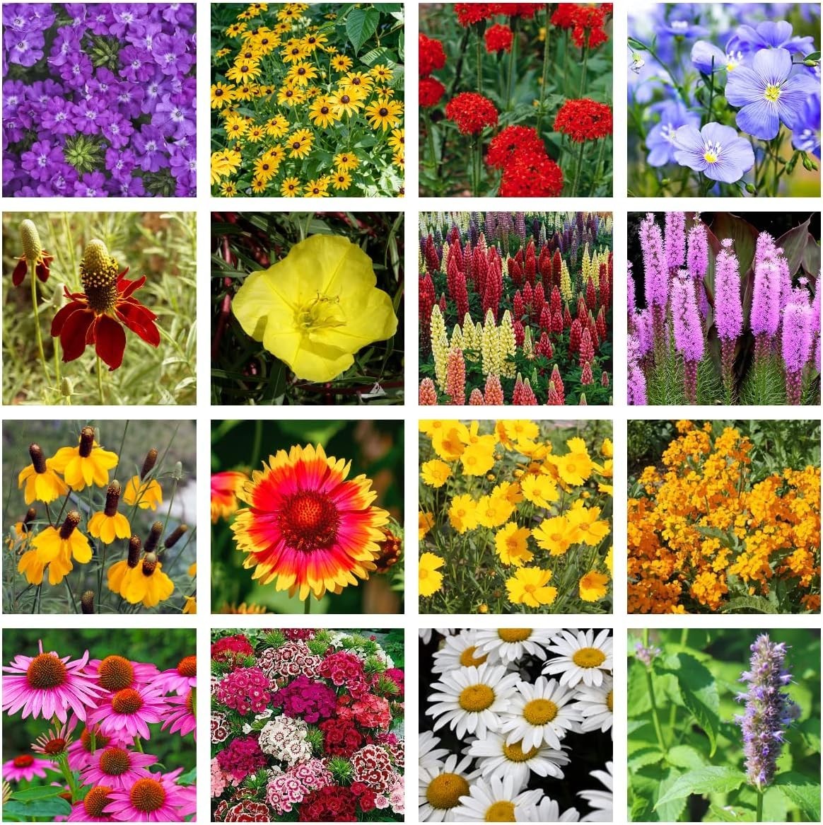 Bulk Wildflower Seed Shaker – Perennial Flower Seeds Mix to Plant Anywhere, b…