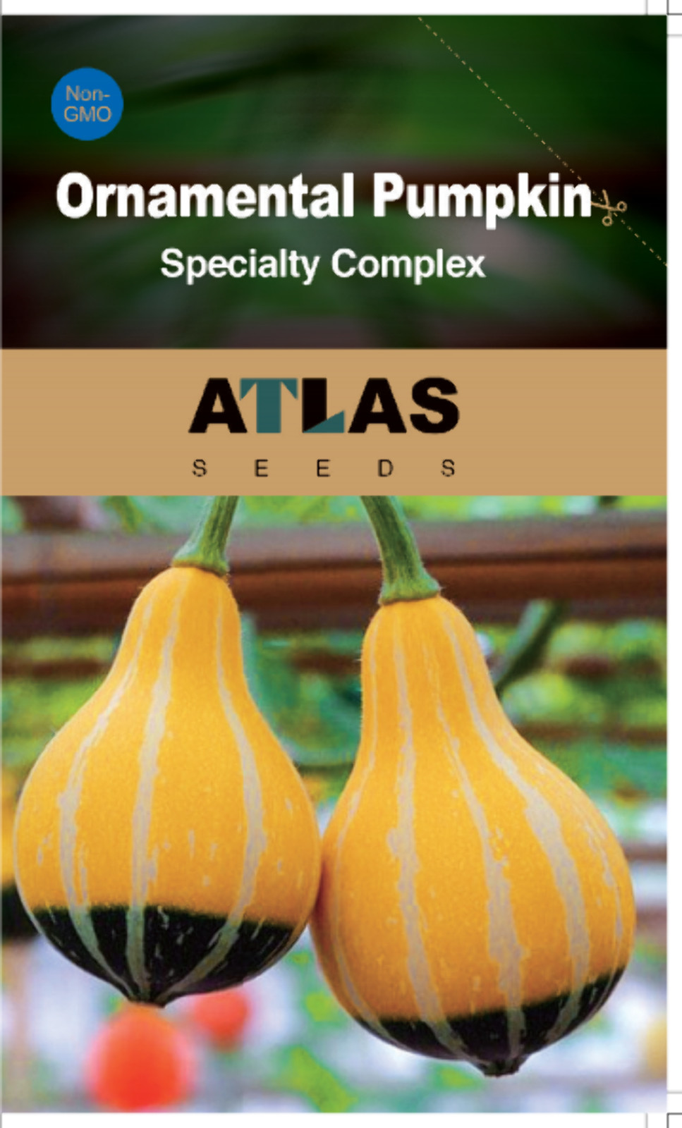 Rainbow Ornamental Pumpkin Seeds Colorful Decorative Garden Gourds