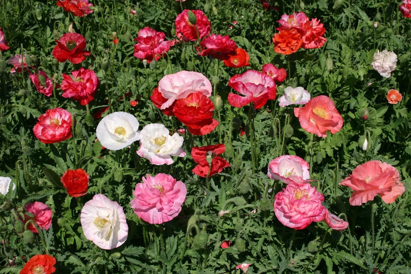 Poppy- Double Shirley – Red – 1000 Seeds
