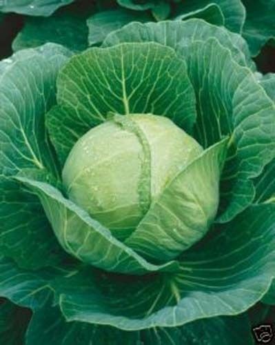 Cabbage Golden Acre Heirloom Garden Vegetable By Seed Kingdom 1,000 Seeds