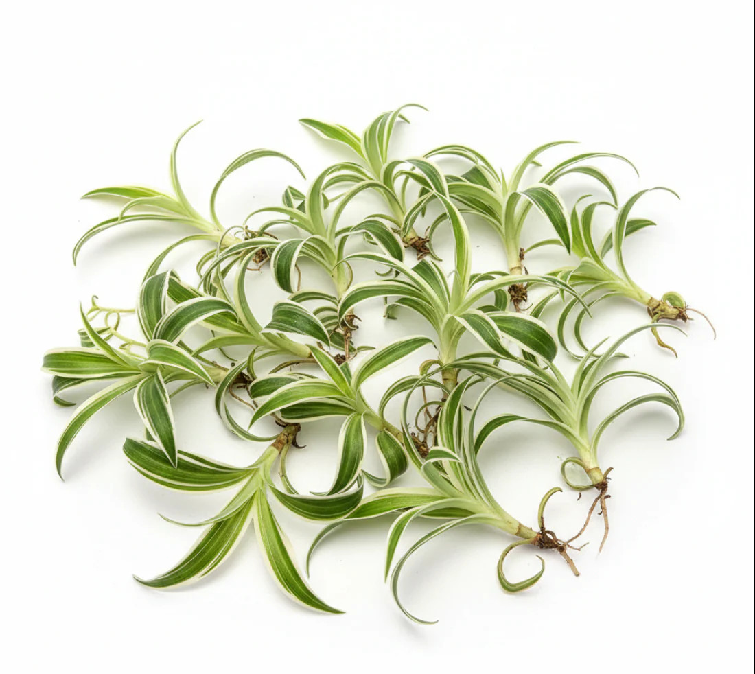10 Cutting Spider Variegated Plant Chlorophytum Comosum succulent Live Plant Ht7