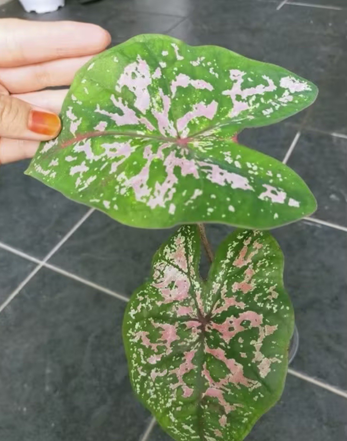 AUTHENTIC Caladium Silvery Pink 1 bulbs