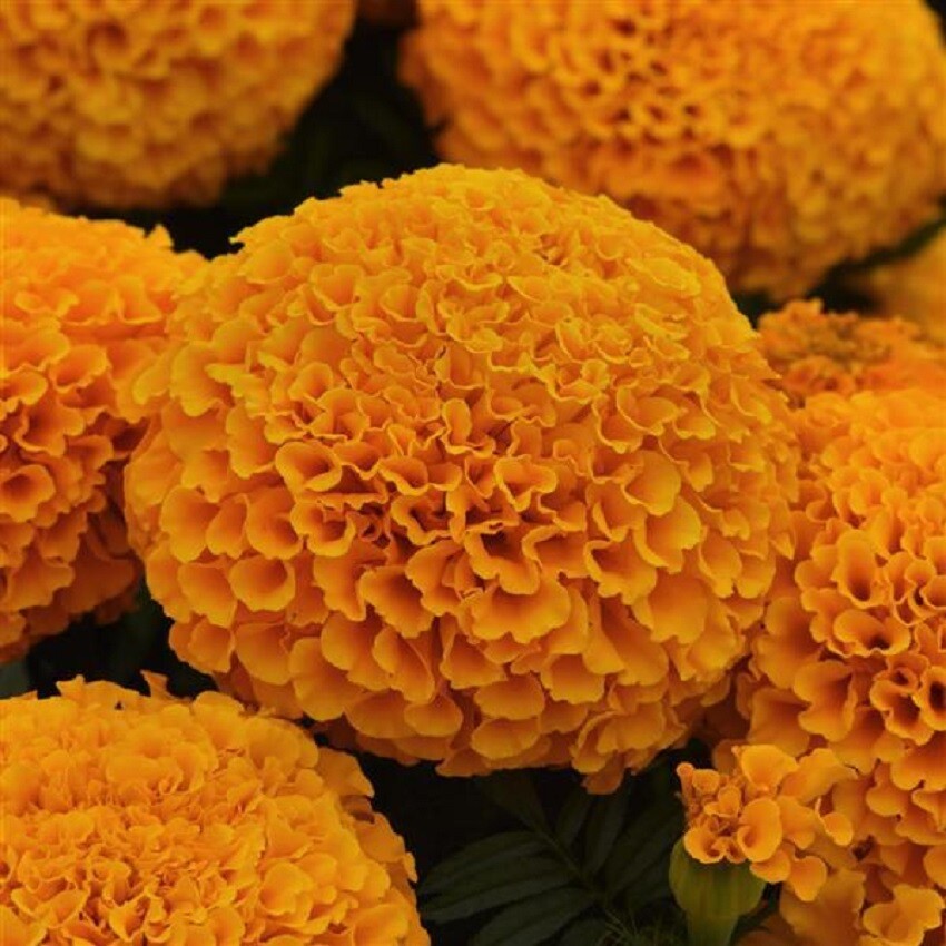 Marigold Seeds 25 Seeds Marigold Marvel II Orange African Marigold Seeds F1