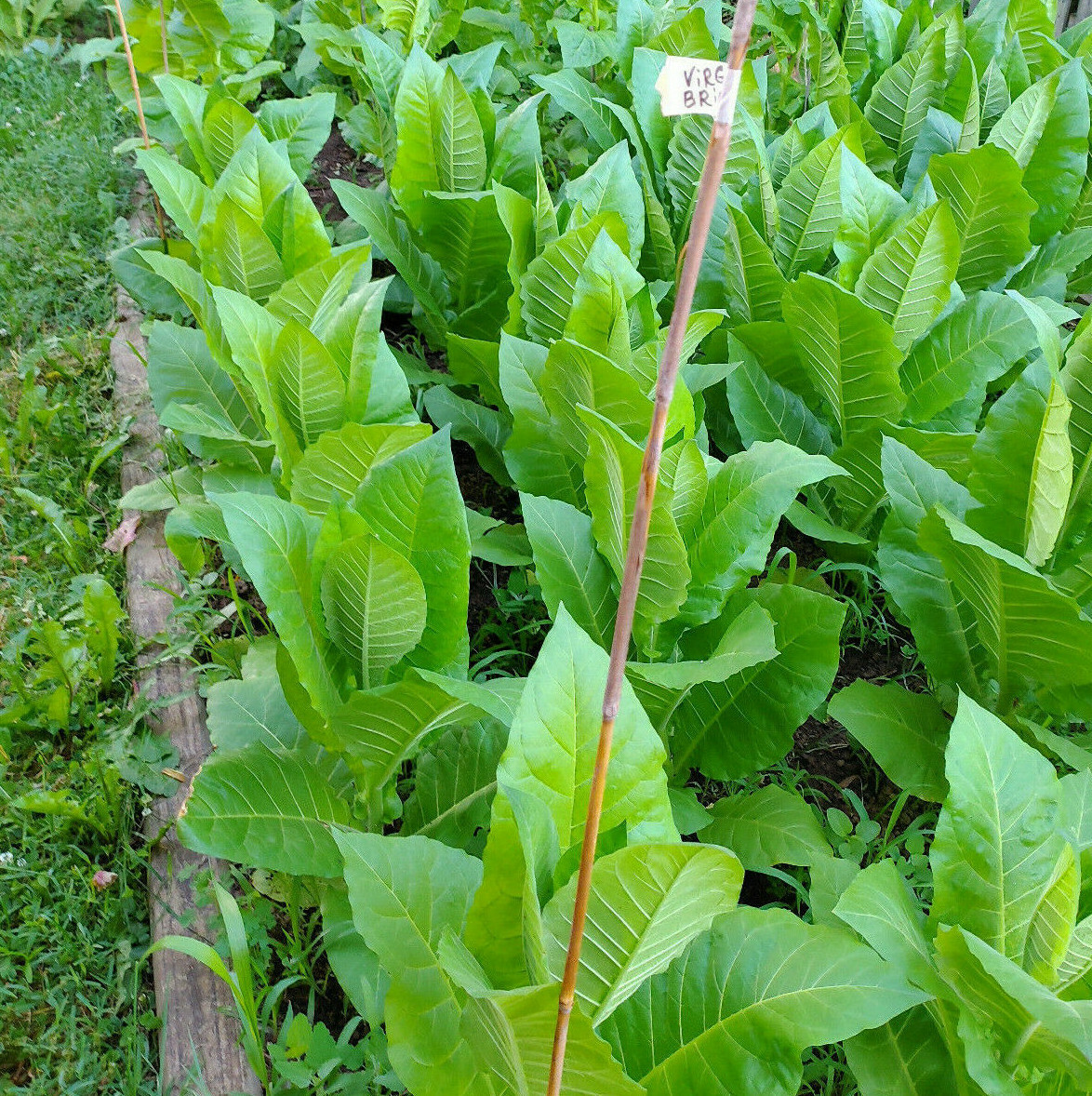 Virginia Bright Tobacco 2000+ seeds Fresh 2023 Crop Grow Instructions Included